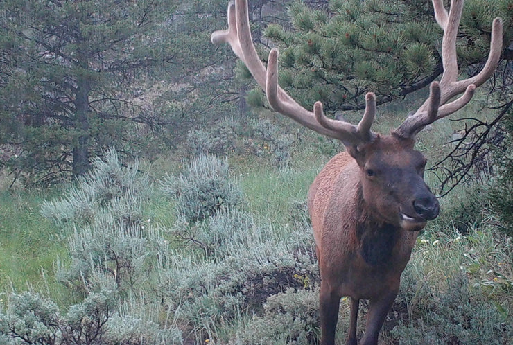 Do Bull Elk Form Fight Clubs?