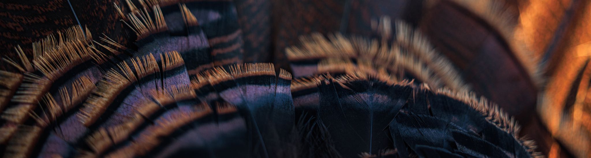 Close-up of iridescent dark blue-purple and golden-brown feathers with fine texture.